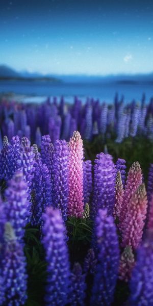Phone wallpaper: Night, Flower, Earth, Lupine, Purple Flower, Blue Flower free download