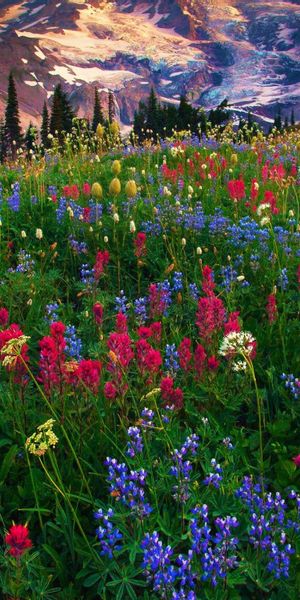 Breathtaking Wildflower Meadow at Mount Rainier