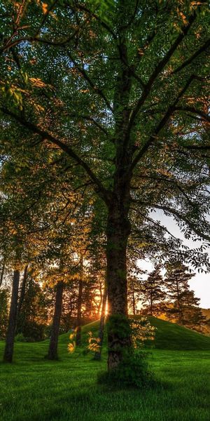 Phone wallpaper: Trees, Shadow, Grass, Nature, Light, Shine free download