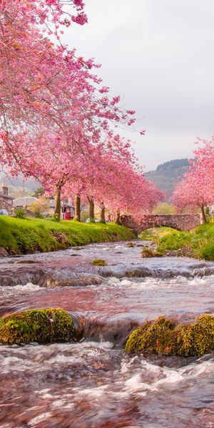Beautiful Sakura Trees Along a Flowing River