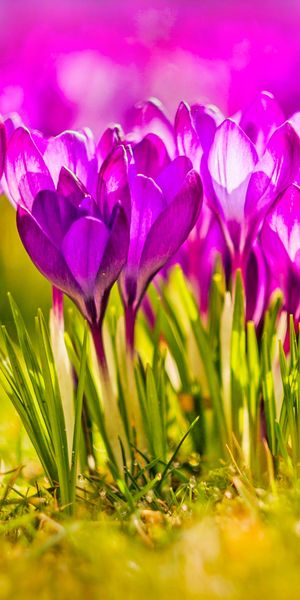 Beautiful 4K phone wallpaper featuring pink crocus flowers in spring