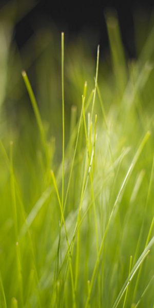 Close-Up of Lush Green Grass: Perfect Nature Wallpaper