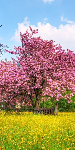 Beautiful Cherry Blossom Trees Surrounded by Vibrant Earth - Free Wallpaper