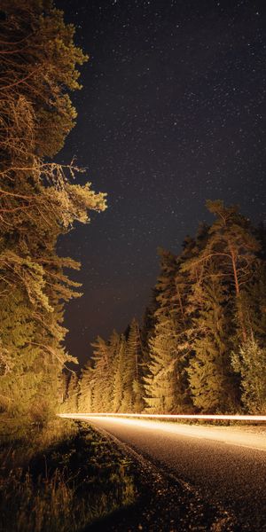 Breathtaking Nightscape with Spruce Trees and a Winding Road