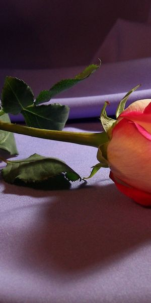 Beautiful pink rose resting on silky fabric - Perfect iPhone wallpaper