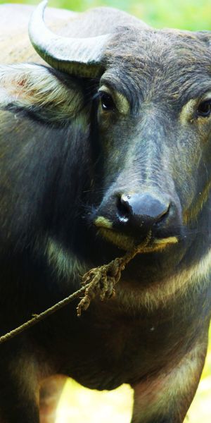 Phone wallpaper: Blur, Animal, Buffalo free download