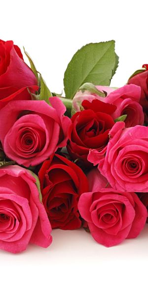 Phone wallpaper: Flowers, Flower, Rose, Close Up, Earth, Red Flower, Pink Flower free download