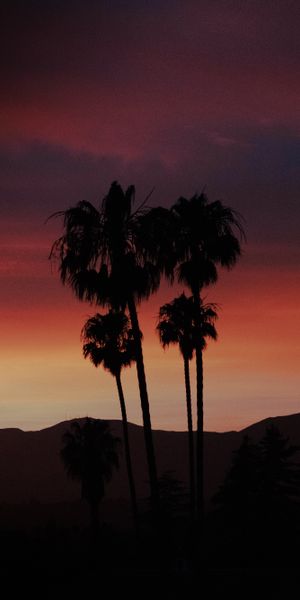 Phone wallpaper: Nature, Evening, Sunset, Palms, Silhouette free download