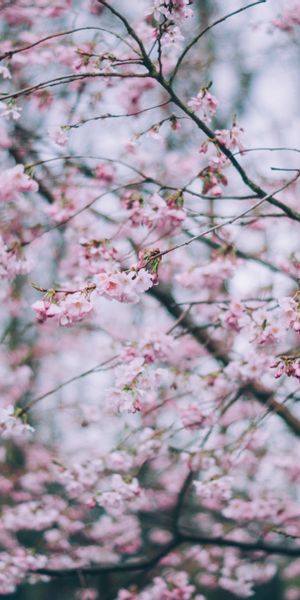 Mobile Wallpaper Featuring Delicate Spring Blossoms and Nature's Beauty
