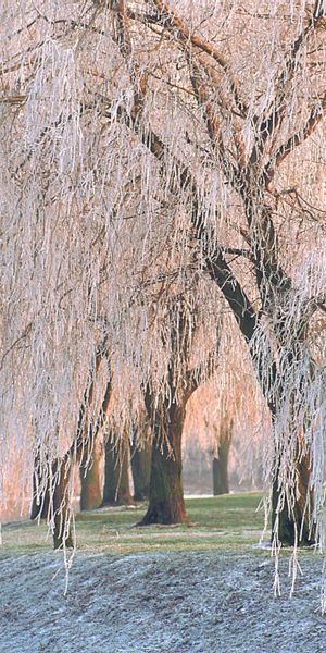Enchanting winter scene with weeping willow trees - perfect phone wallpaper