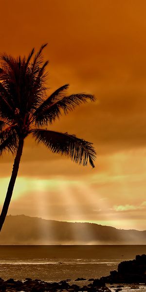 Phone wallpaper: Trees, Palm Tree, Water, Tree, Earth, Cloud free download