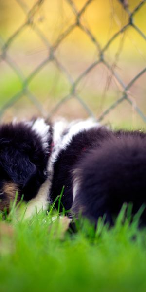 Phone wallpaper: Dogs, Grass, Dog, Blur, Fence, Animal, Puppy, Baby Animal free download