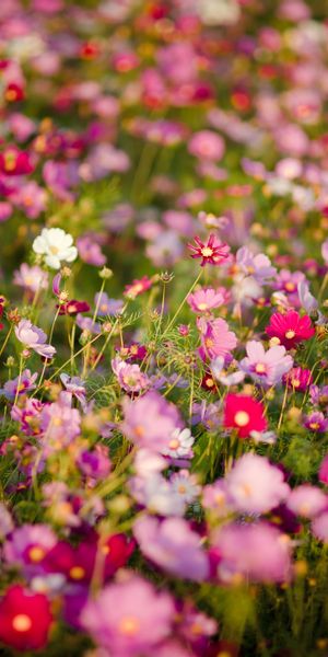 Phone wallpaper: Nature, Flowers, Flower, Blur, Earth, Meadow, White Flower, Red Flower, Pink Flower