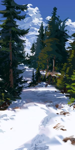 Snowy Path Surrounded by Spruce Trees