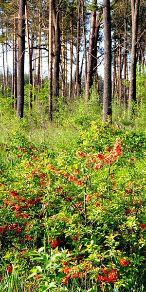 Phone wallpaper: Trees, Bush, Landscape free download