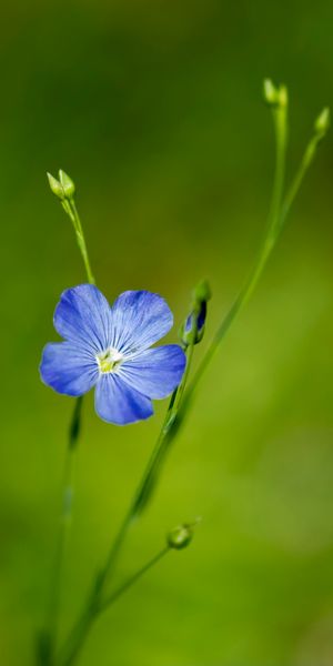 Blue Flax Flower in Bloom - Perfect Phone Wallpaper