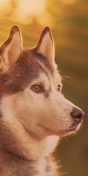Phone wallpaper: Dogs, Dog, Muzzle, Blur, Animal, Husky, Sunbeam free download