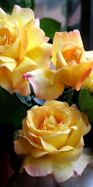 Beautiful Yellow Roses Phone Wallpaper: A Floral Delight for Your Screen