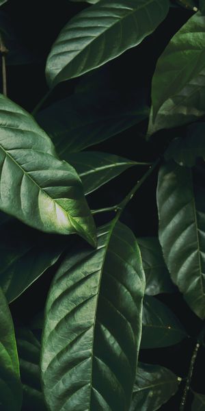 Glossy Dark Green Leaves - Perfect Mobile Wallpaper