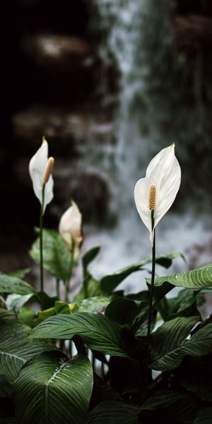 Elegant White Lilies Blooming Beside a Tranquil Waterfall