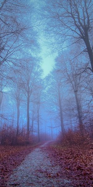 Misty Winter Forest Path - Perfect for Mobile Wallpaper