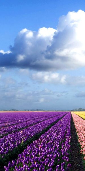 Phone wallpaper: Tulip, Flowers, Flower, Earth free download