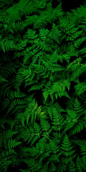Vibrant Green Fern Leaves for Your Mobile Wallpaper