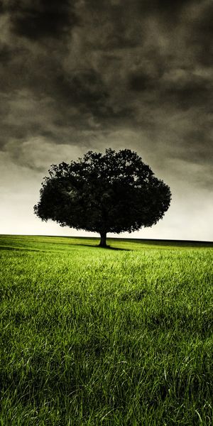 Phone wallpaper: Trees, Tree, Earth free download