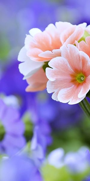 Beautiful Spring Flowers in Vibrant Colors for Phone Wallpaper