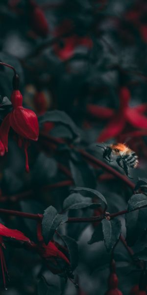 HD Close-Up of a Bee Among Vibrant Red Flowers