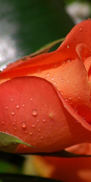 Phone wallpaper: Red Flower, Flowers, Rose, Earth free download