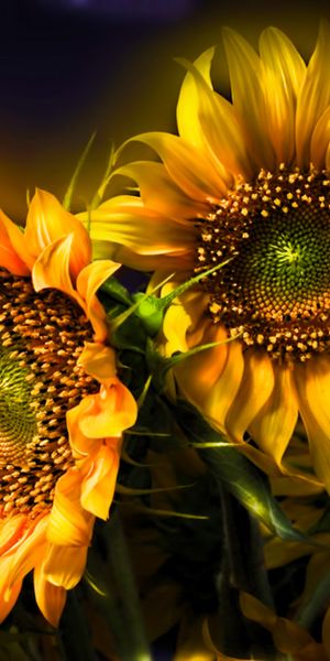 Beautiful Sunflower iPhone Wallpaper in 4K - Nature's Brightness
