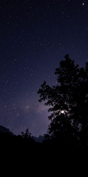 Beautiful Night Trees Silhouette Under a Starry Sky