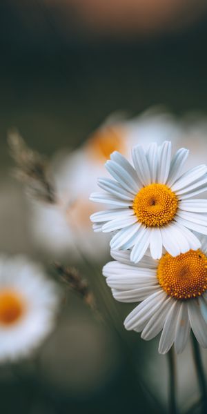 Phone wallpaper: Nature, Flowers, Flower, Blur, Earth, White Flower free download