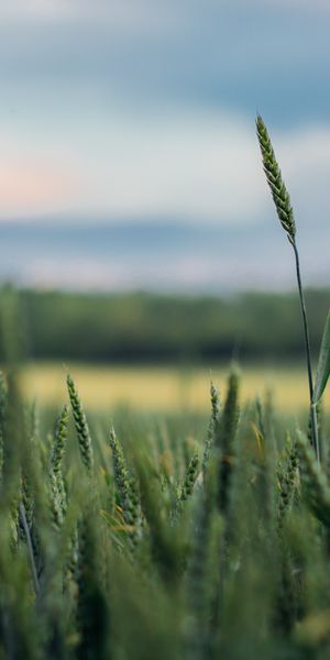 Awesome Macro Image of Green Grass with a Blurred Background