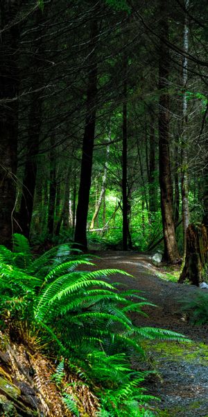 Tranquil Forest Path in Vancouver Island's Lush Nature