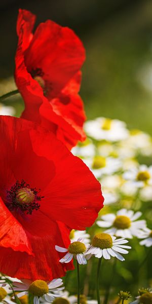 Phone wallpaper: Nature, Flowers, Flower, Blur, Earth, Poppy, White Flower, Red Flower free download