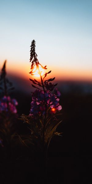 Beautiful Sunset Illuminating Twilight Flowers