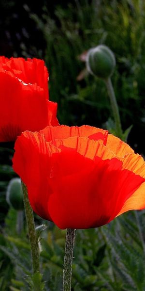 Phone wallpaper: Flowers, Boxes, Close Up, Summer, Poppies free download