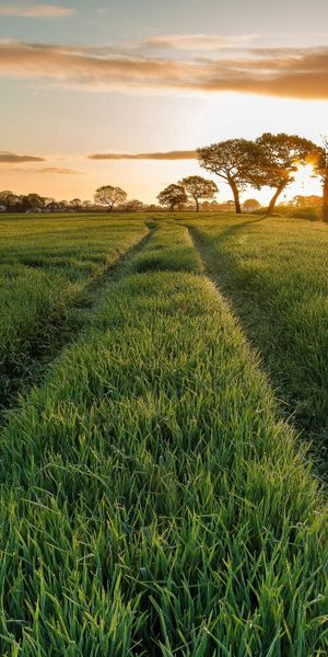 Breathtaking HD phone wallpaper of a summer evening landscape with trees