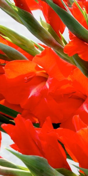 Phone wallpaper: Gladiolus, Red Flower, Flowers, Flower, Earth free download