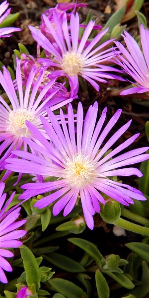 Phone wallpaper: Nature, Flowers, Violet, Flower, Plant, Earth free download