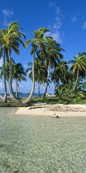 Breathtaking iPhone wallpaper featuring palm trees by the tranquil sea