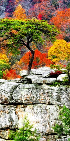Phone wallpaper: Trees, Forest, Tree, Fall, Earth free download