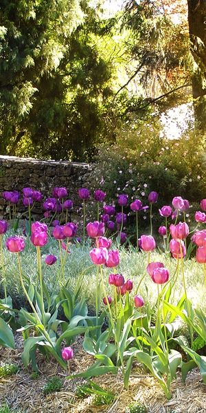 Trendy Sunset Tulip Garden with Sparkling Flowers