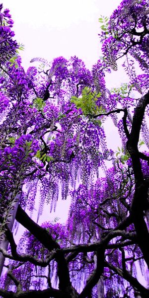 Breathtaking Wisteria Tree with Vibrant Purple Flowers