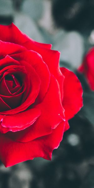 Phone wallpaper: Flowers, Rose, Bud, Blur, Earth, Red Rose, Red Flower free download