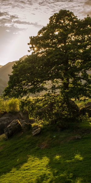 Breathtaking 4K mobile wallpaper of a sunset landscape with trees