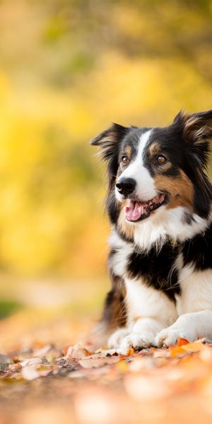 Phone wallpaper: Dogs, Dog, Blur, Leaf, Fall, Animal free download