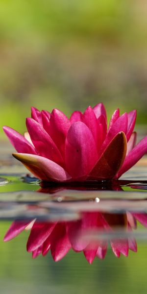 Phone wallpaper: Nature, Flowers, Reflection, Flower, Earth, Water Lily, Pink Flower free download